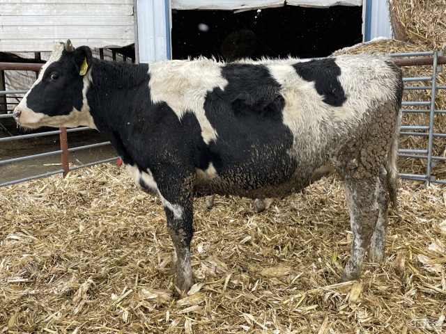 (19 Head) Holstein bred heifers